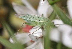 Ilnacora stalii
