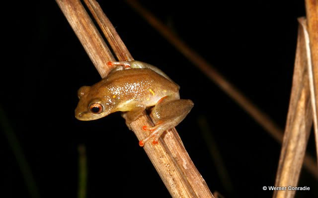 Yellow-spotted Reed Frog