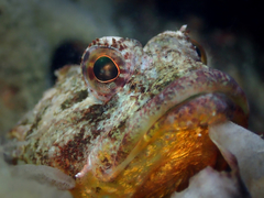 Taurulus bubalis