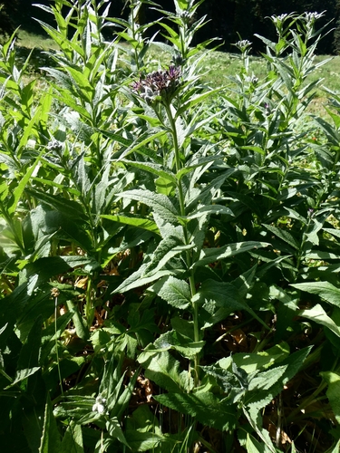 Image of Saussurea americana by no rights reserved