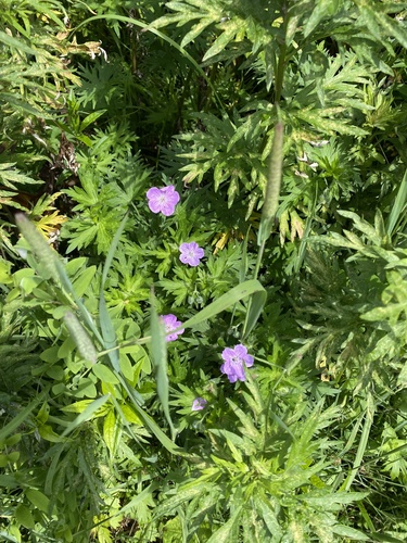 Geranium yesoense, photograph 2