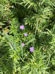 Илья Руденко, CC BY, iNaturalist via GBIF Geranium yesoense, photograph Илья Руденко, CC BY, iNaturalist via GBIF