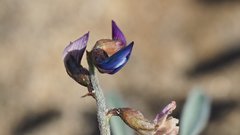 Astragalus insularis harwoodii