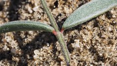 Astragalus insularis harwoodii