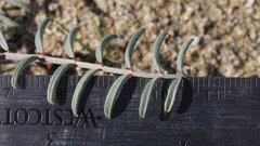 Astragalus insularis harwoodii