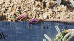 Astragalus insularis harwoodii