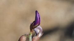 Astragalus insularis harwoodii