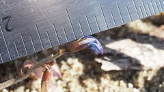 Astragalus insularis harwoodii