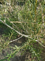 Salix ledebouriana, photograph (c) Urgamal Magsar, some rights reserved (CC BY)