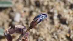 Astragalus insularis harwoodii