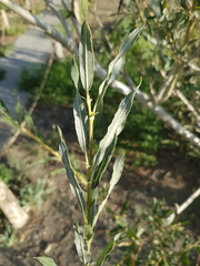 Salix ledebouriana, photograph (c) Urgamal Magsar, some rights reserved (CC BY)