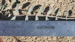 Astragalus insularis harwoodii