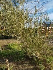 Salix ledebouriana, photograph (c) Urgamal Magsar, some rights reserved (CC BY)