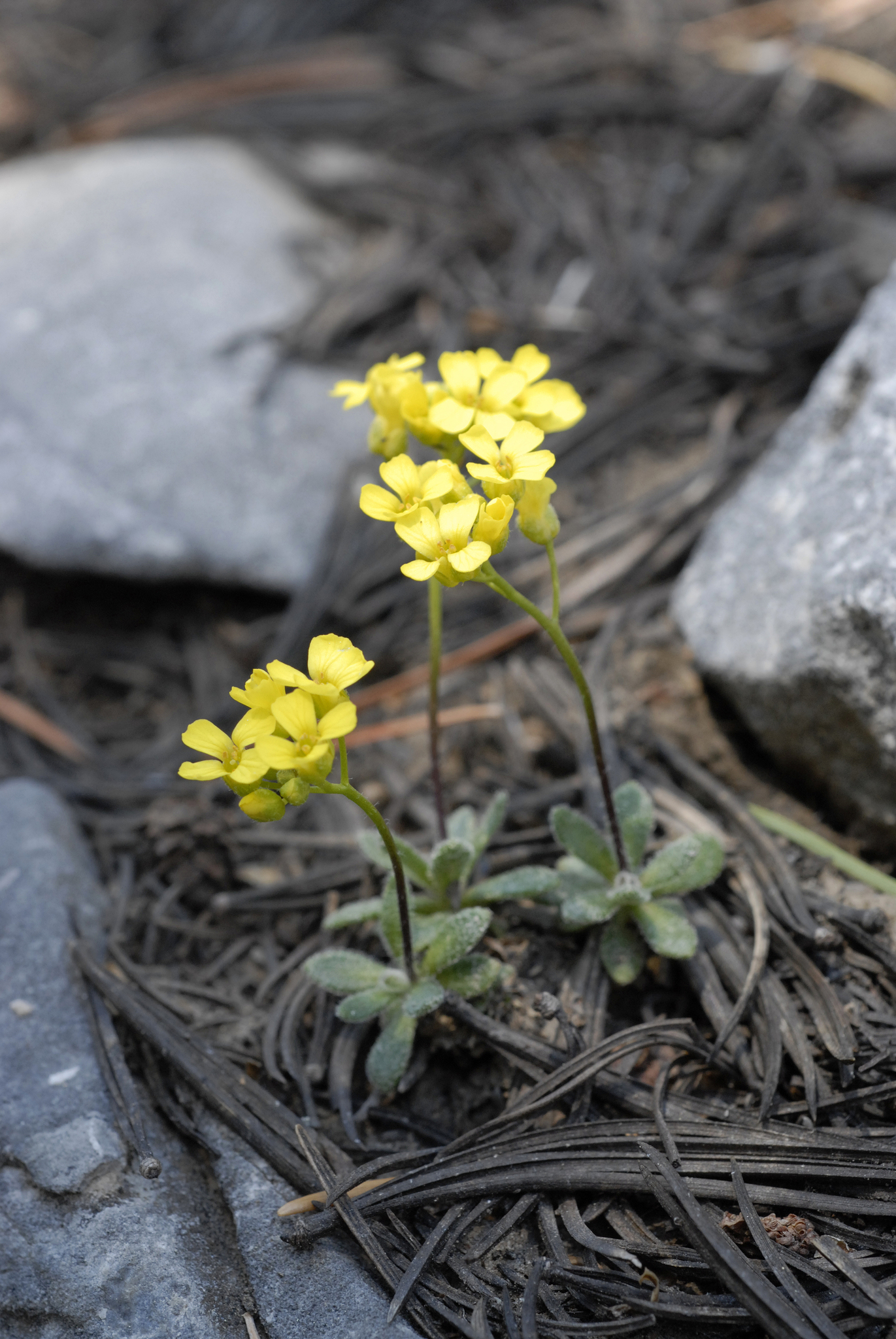 Draba pedicellata