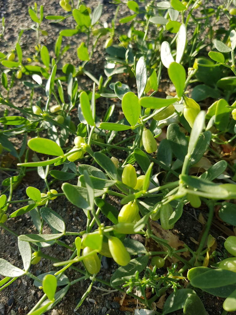 Zygophyllum brachypterum