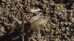 Astragalus insularis harwoodii
