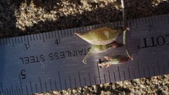 Astragalus insularis harwoodii