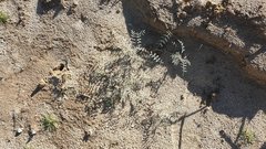 Astragalus insularis harwoodii