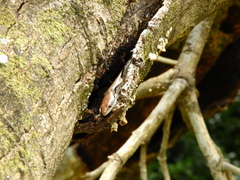 Copeoglossum nigropunctatum
