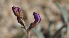 Astragalus insularis harwoodii