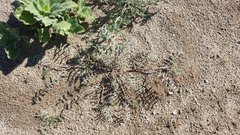 Astragalus insularis harwoodii