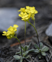 Draba pedicellata pedicellata