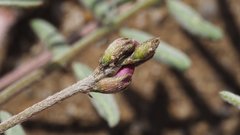 Astragalus insularis harwoodii