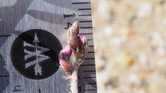 Astragalus insularis harwoodii