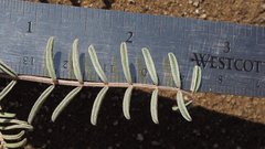 Astragalus insularis harwoodii