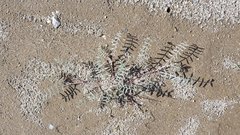 Astragalus insularis harwoodii