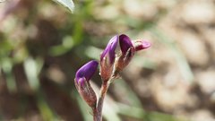Astragalus insularis harwoodii