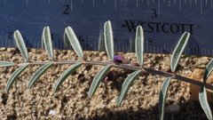 Astragalus insularis harwoodii