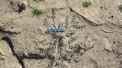 Astragalus insularis harwoodii