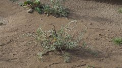 Astragalus insularis harwoodii