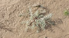 Astragalus insularis harwoodii