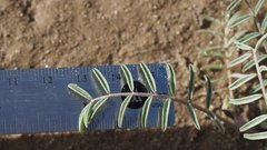 Astragalus insularis harwoodii