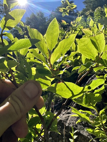 thinleaf huckleberry (Vaccinium membranaceum)