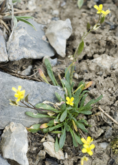Draba kassii