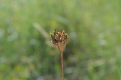Dianthus andrzejowskianus