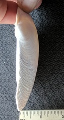 Callithaca tenerrima