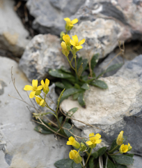 Draba kassii