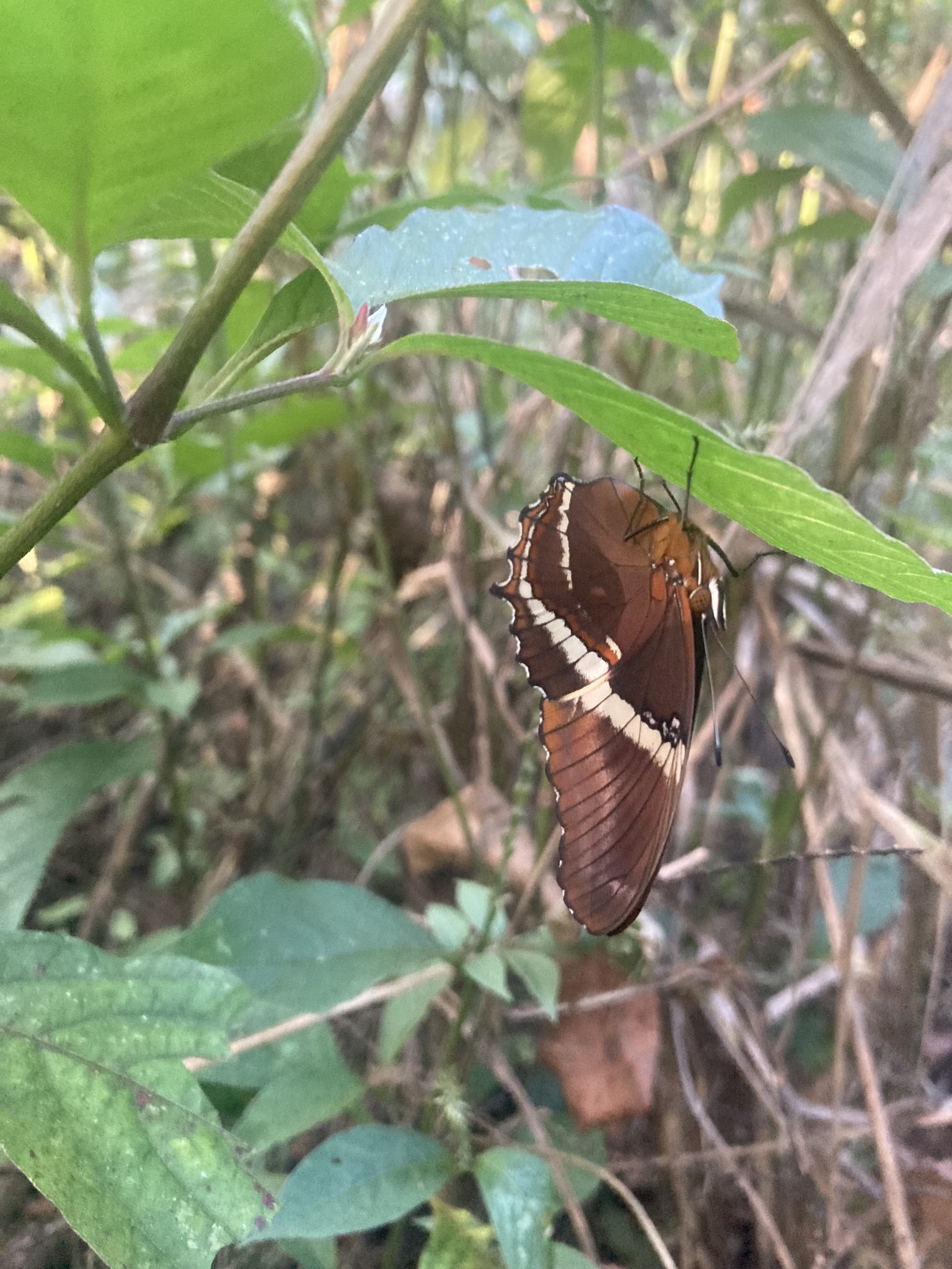 Siproeta epaphus image