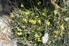 Draba kassii