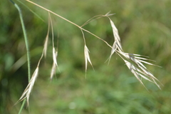 Bromus riparius