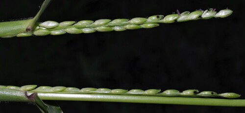 Urochloa platyphylla iNat (2)