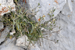 Draba kassii