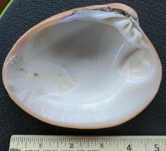 Megapitaria aurantiaca