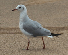 Chroicocephalus cirrocephalus poiocephalus