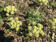 Lomatium dasycarpum