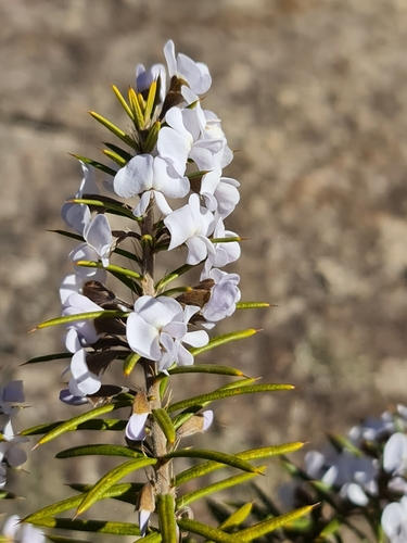 Image of Hovea pungens by (c) Belinda Forbes, some rights reserved (CC BY)